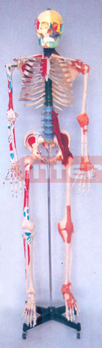 168 CM TALL, HEALTH PAINTED & NUMBERED, HUMAN SKELETON MODEL WITH MULTIFUNCTION DEMONSTRATING & IRON STAND